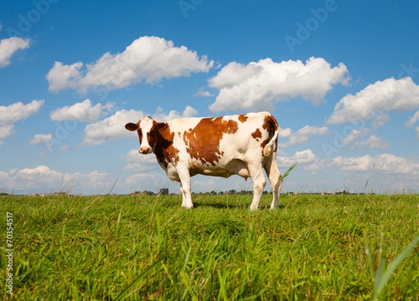 Obraz Dutch cow