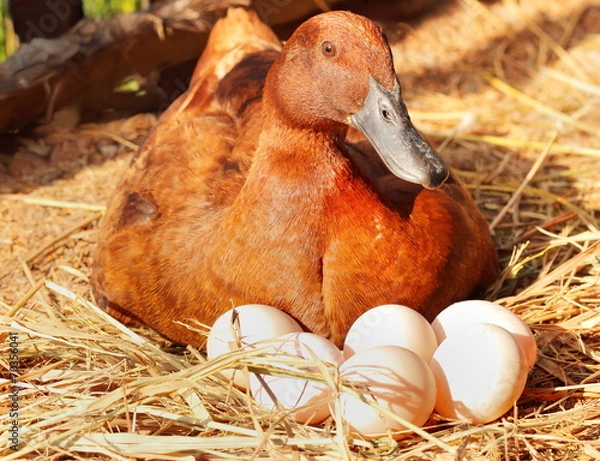 Fototapeta Duck incubator her eggs on the straw nest.
