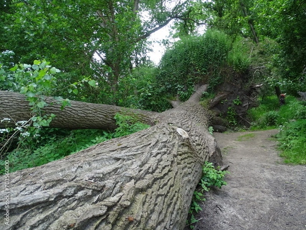 Obraz Fallen tree far