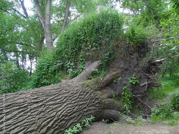 Obraz Fallen tree