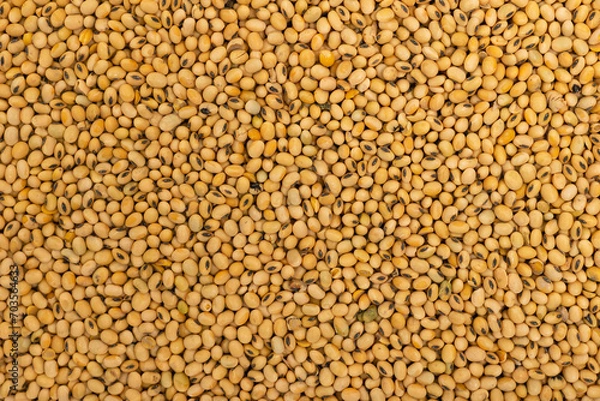 Obraz Dry soybeans in a layer. Soybeans background.