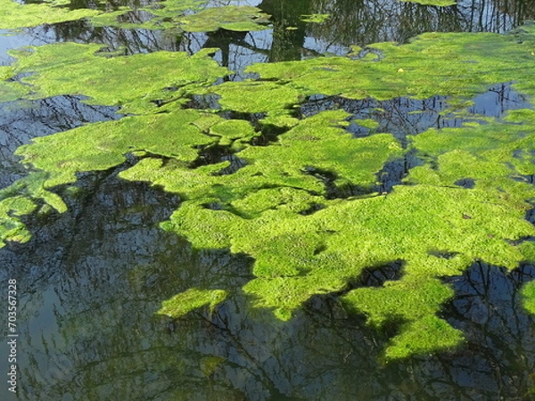 Obraz Moss on a pond