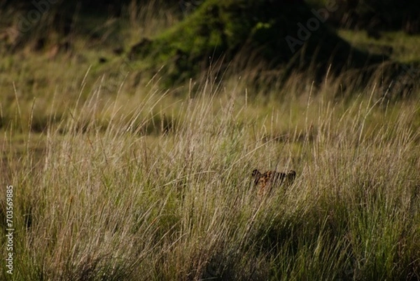 Fototapeta Leopard Stakeout