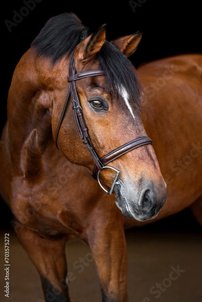 Obraz Horse on Black Background