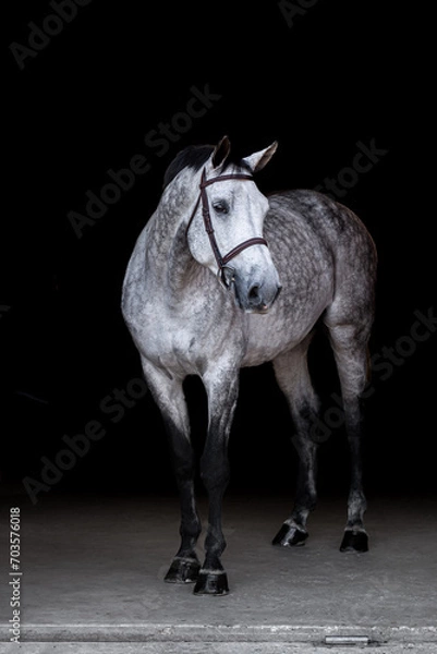 Obraz Gray Horse on Black Background
