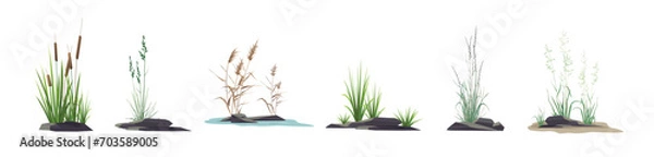 Fototapeta Cattail, reeds, cane, sedge, bluegrass and other marsh and steppe grass - a set of color vector drawings of plants near stones isolated on a white background.