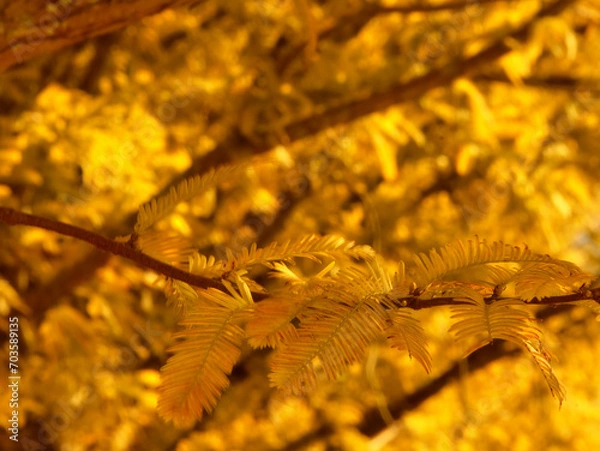 Fototapeta 紅葉した針葉樹