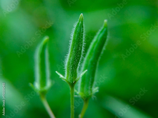 Fototapeta The flower buds of the oxalis dillenii plant, the leaves of this plant resemble clover leaves