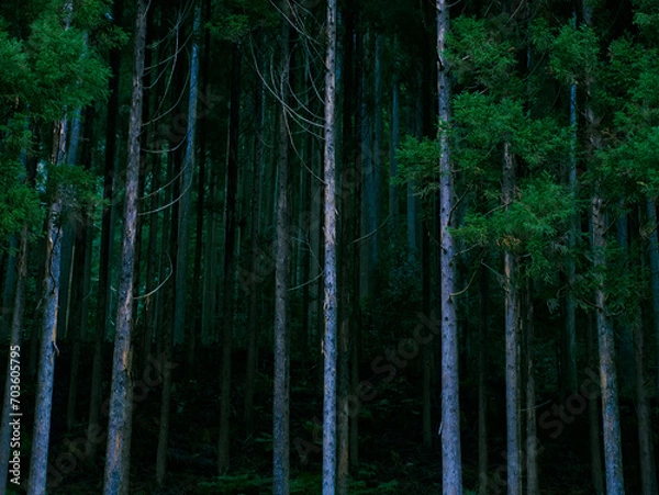 Fototapeta 神秘的な自然の森