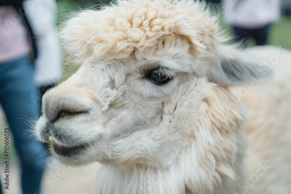 Obraz 那須どうぶつ王国の動物たち