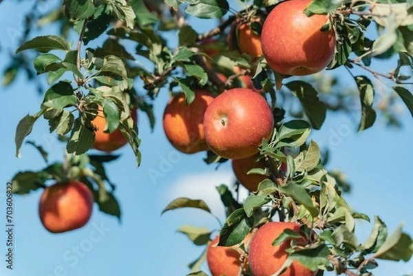 Obraz 青森のりんご畑で取れたりんご