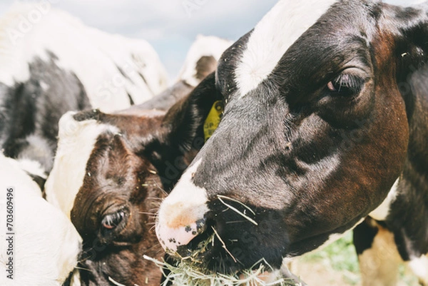 Obraz マザー牧場の動物たち