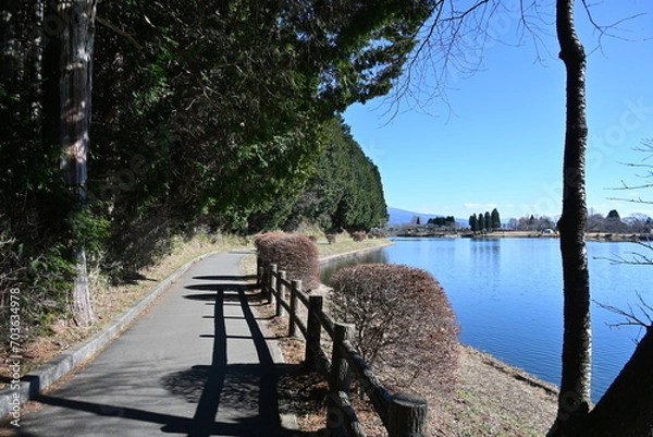 Obraz 静岡県の朝霧高原にある田貫湖畔のサイクリングロード