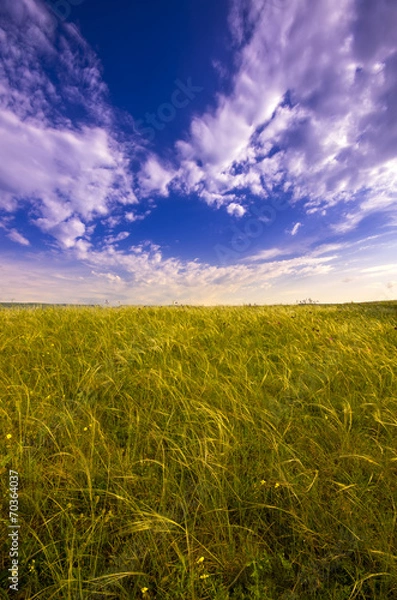 Obraz views stretching to the horizon field of flowers