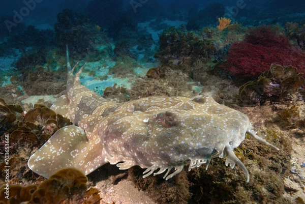 Fototapeta Wobbegong shark at the ocean floor
