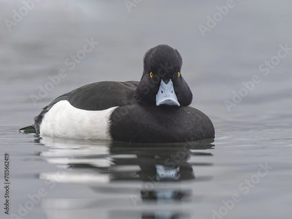 Obraz Low angle tufted duck