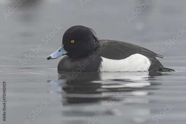 Obraz Low angle tufted duck