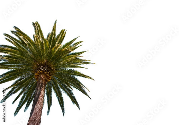 Fototapeta Palm Tree on White
