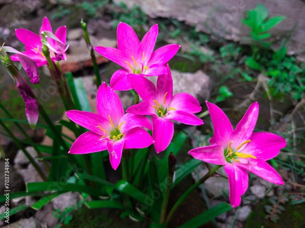 Fototapeta Beautiful pink flowers Zephyranthes minuta