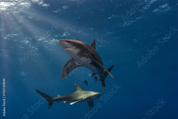 Obraz Two Oceanic Whitetip sharks (Carcharhinus longimanus) gracefully swim in the deep blue sea, with sunlight piercing through the water's surface.