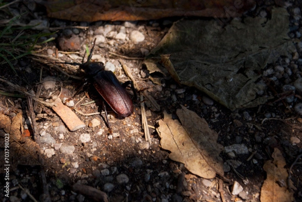 Fototapeta Bg woodcutter beetle under the fig tree.