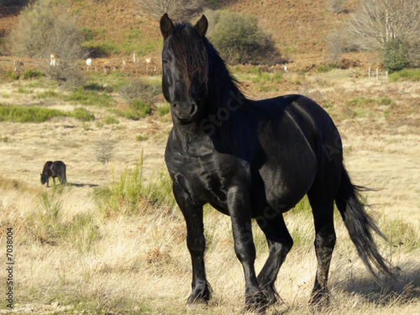 Obraz cheval en liberté