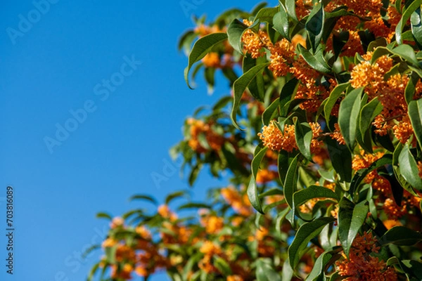 Fototapeta キンモクセイ