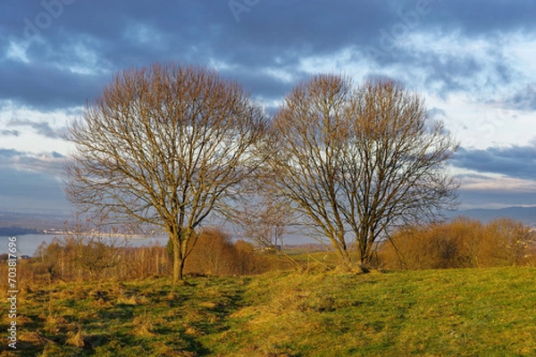 Fototapeta Dwa łyse drzewa na tle pochmurnego nieba.