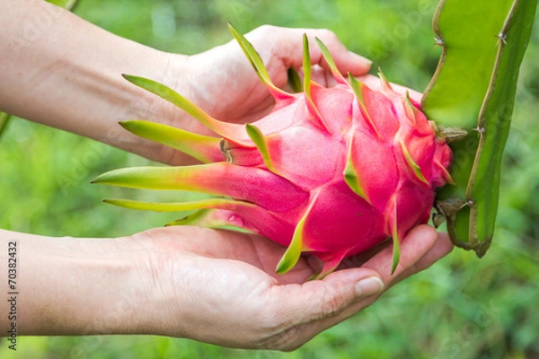 Obraz dragon fruit
