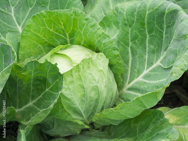 Obraz cabbage in the garden