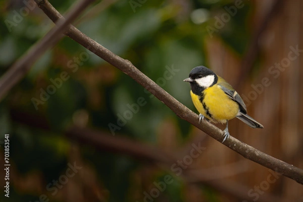Fototapeta little yellow bird on a branch