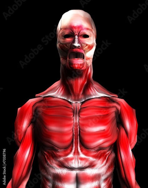 Fototapeta Muscles 