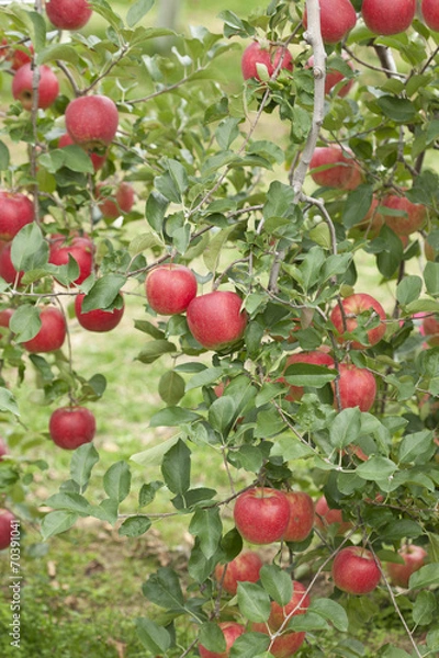 Obraz リンゴ畑　陽光