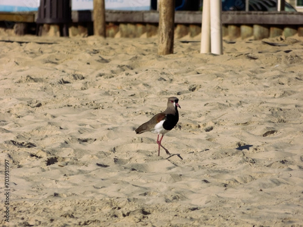 Obraz Southern lapwing 