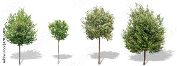 Obraz Isolated tree - collection