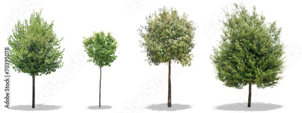 Obraz Isolated tree - collection