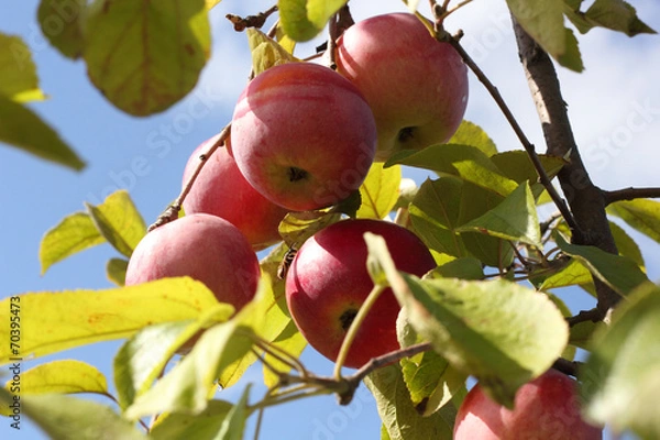 Fototapeta Pretty pink ripe apples on the branch