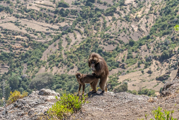 Fototapeta Gelada Baboon (Theropithecus gelada) pair mating in the Simien Mountains, Ethiopia