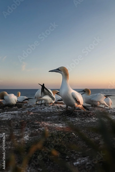 Fototapeta Gannet