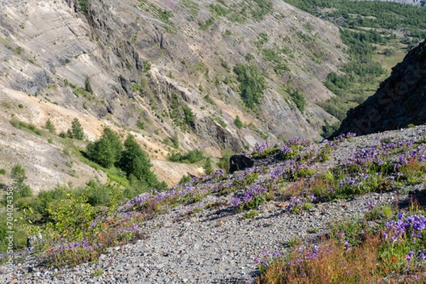 Obraz lavender field in region