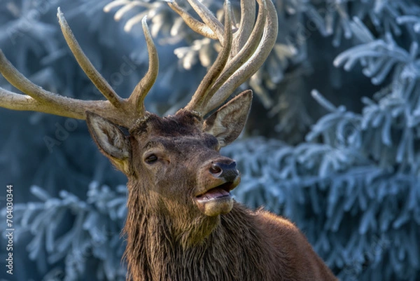 Obraz Hirsch im Raureif