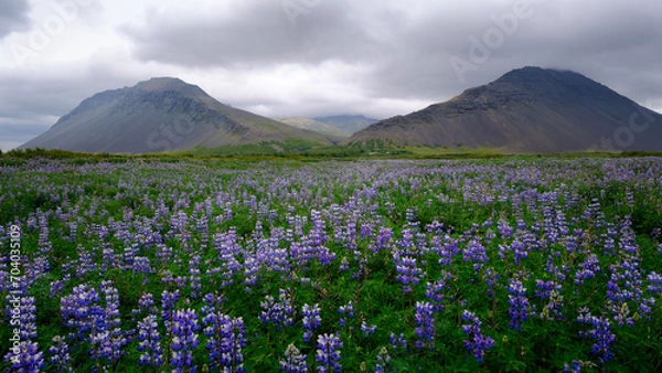 Obraz Lupins and mountains