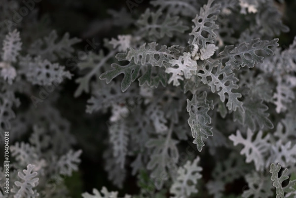 Obraz Dusty Miller 