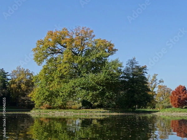 Fototapeta Big strong tree in autumn