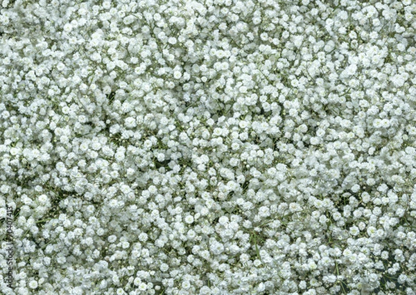 Obraz Gypsophila