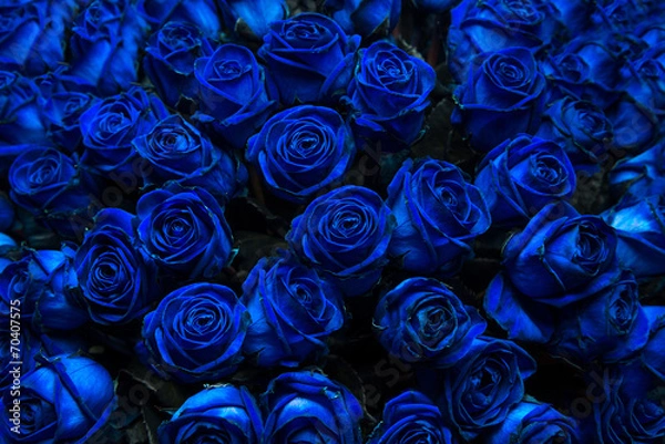 Obraz blue roses