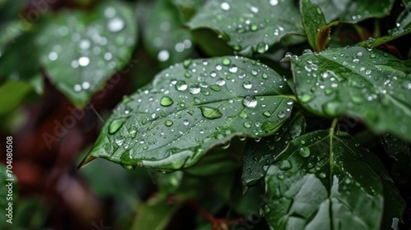 Obraz rain drops on a green leaf, plant dew, after the spring, summer morning shower, rain 