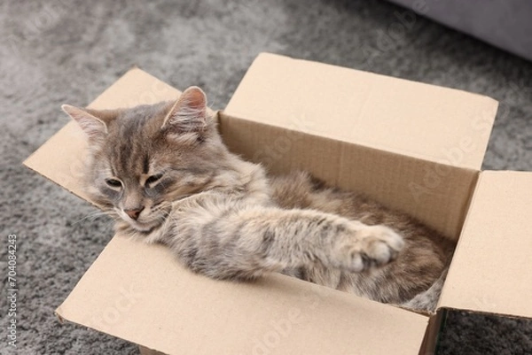 Fototapeta Cute fluffy cat in cardboard box on carpet