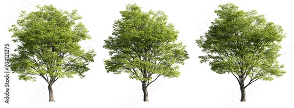 Obraz Celtis sinensis trees, realistic 3D rendering, for illustration, digital composition & architecture visualization