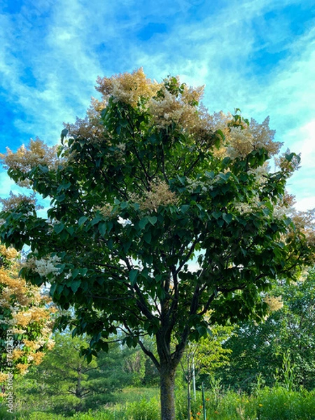 Obraz tree in the park
